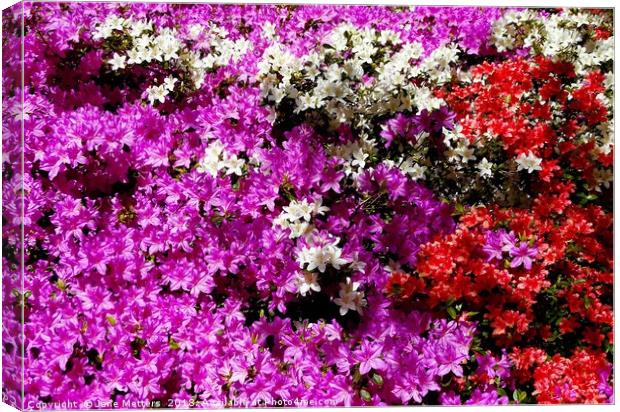            Colourful Azaleas                     Canvas Print by Jane Metters