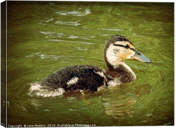 Duckling Canvas Print by Jane Metters