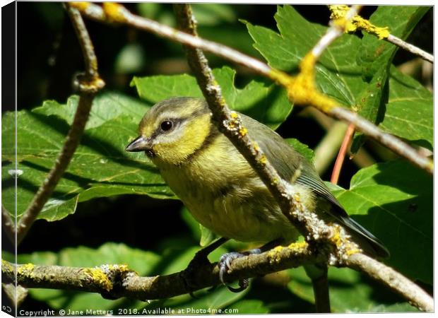            Juvenile Blue Tit                     Canvas Print by Jane Metters