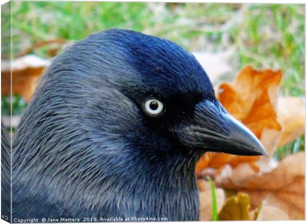          Jackdaw and Autumn Colours                Canvas Print by Jane Metters
