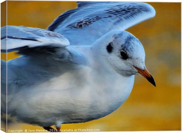                 Ready for Take-Off                Canvas Print by Jane Metters