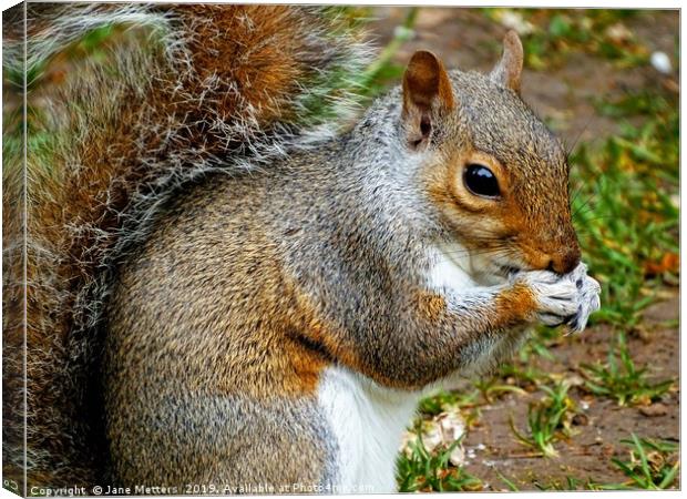                A Squirrel Close Up             Canvas Print by Jane Metters