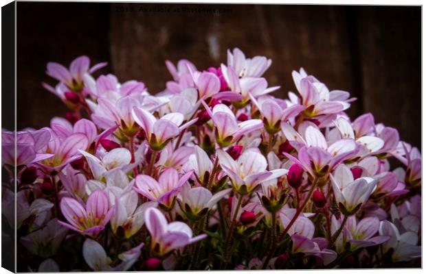 Saxifraga Oppositifolia Canvas Print by Jane Metters