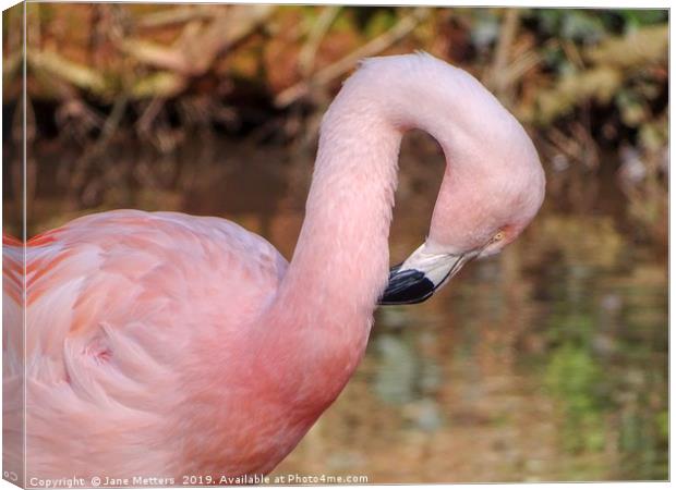 A Flamingo Preening Itself Canvas Print by Jane Metters