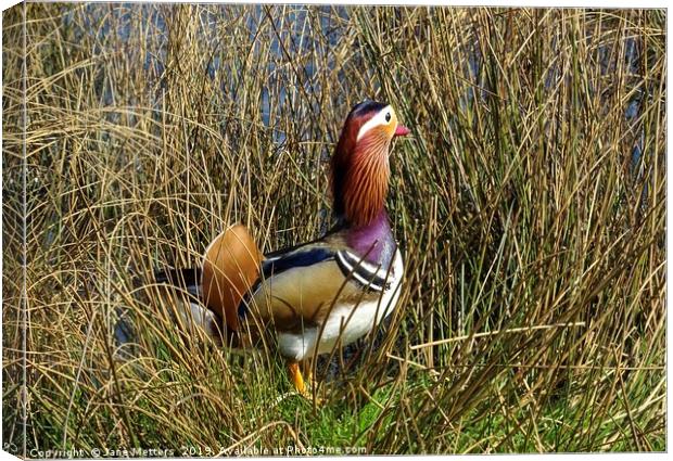 On The Edge of the Pond Canvas Print by Jane Metters