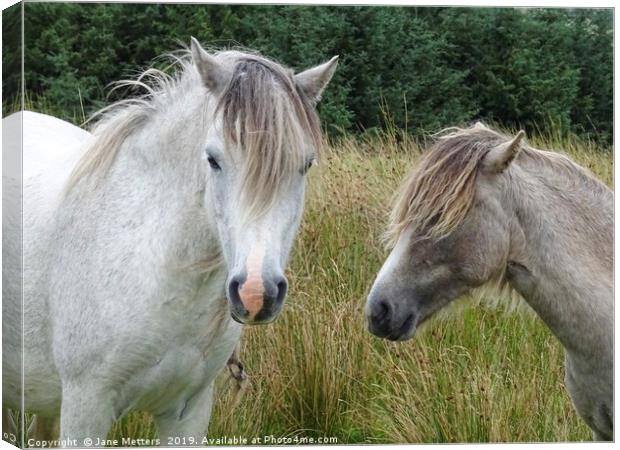 Brecon Ponies Canvas Print by Jane Metters