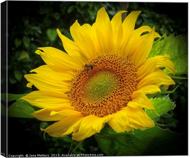 Sunflower  Canvas Print by Jane Metters
