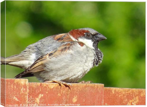 House Sparrow Canvas Print by Jane Metters