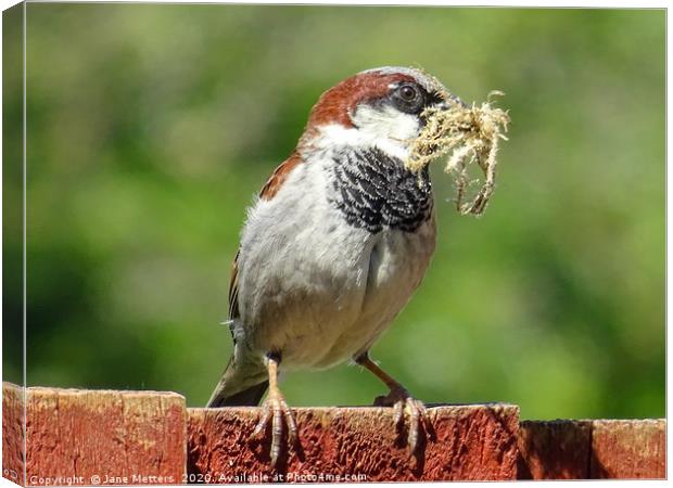 Nesting  Material  Canvas Print by Jane Metters