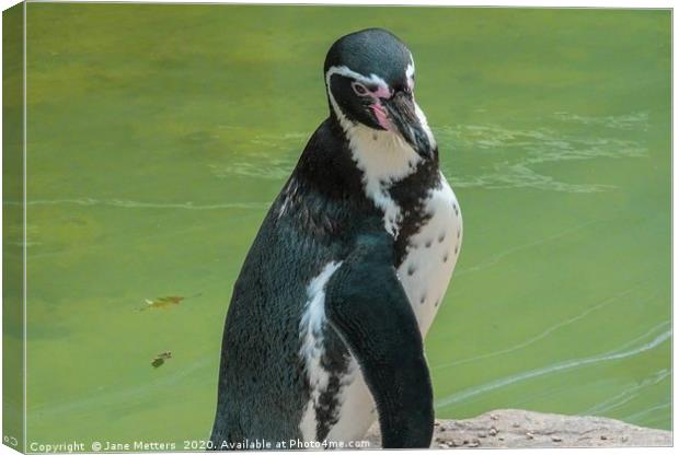 Posing Penguin Canvas Print by Jane Metters