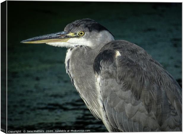 Heron Close Up Canvas Print by Jane Metters