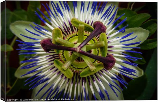 Passiflora Caerulea Canvas Print by Jane Metters