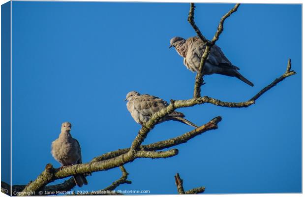 Three Collared Doves Canvas Print by Jane Metters