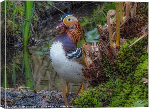 Mandarin Duck Canvas Print by Jane Metters