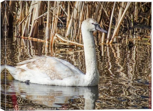 A Young Swan Canvas Print by Jane Metters