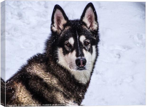 Malamute in the Snow Canvas Print by Jane Metters