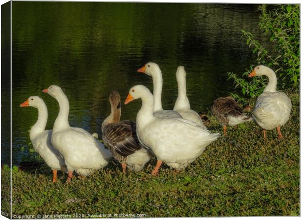 A Flock of Geese Canvas Print by Jane Metters