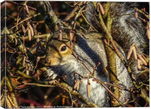 Soaking up the Winter Sunshine  Canvas Print by Jane Metters