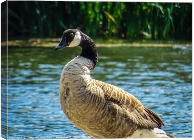 Goose by the Lake Canvas Print by Jane Metters