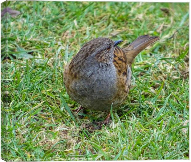 Dunnock on the Grass Canvas Print by Jane Metters