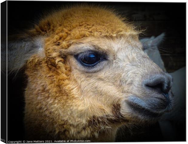 Alpaca Face Canvas Print by Jane Metters