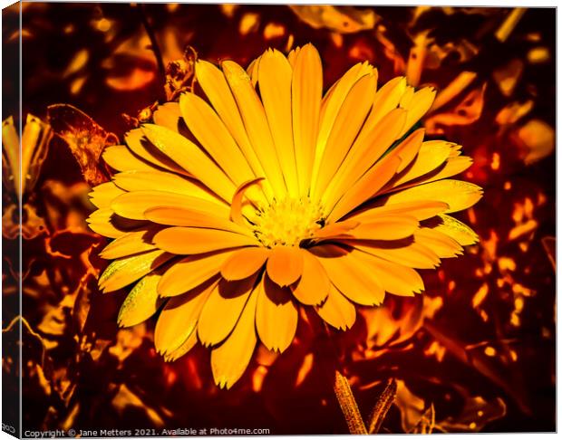 Marigold Canvas Print by Jane Metters