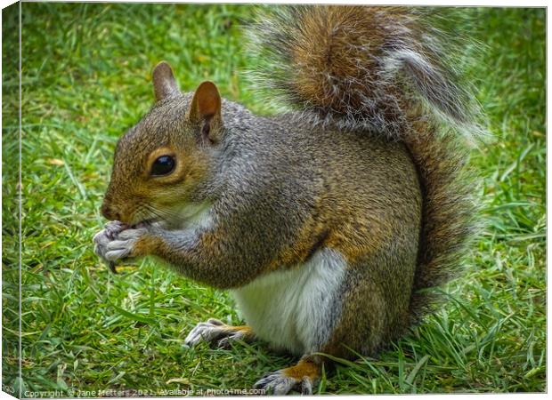 Grey Squirrel  Canvas Print by Jane Metters