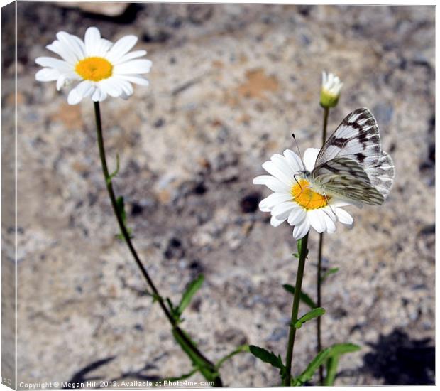 Butterfly on Daisy Canvas Print by Megan Winder