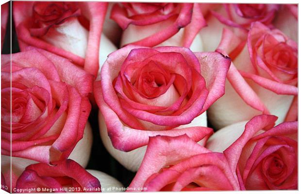 Pink-Tipped Roses Canvas Print by Megan Winder