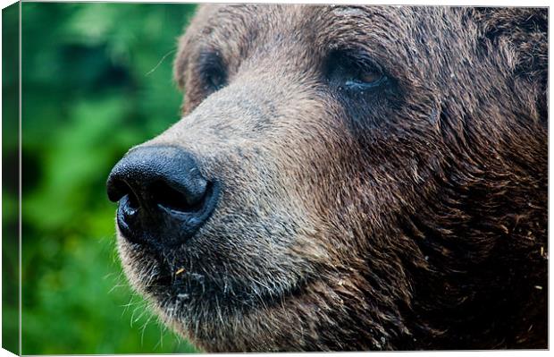Close-Up Of A Wild Canadian Bear Canvas Print by Chris Hill