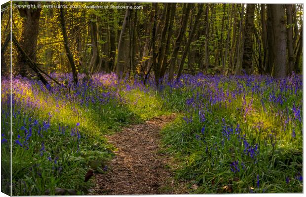 A Symphony of Bluebells at Everdon Stubbs Canvas Print by Avril Harris