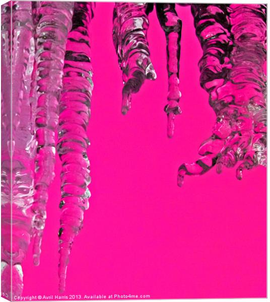 Hot Pink Icicles Canvas Print by Avril Harris