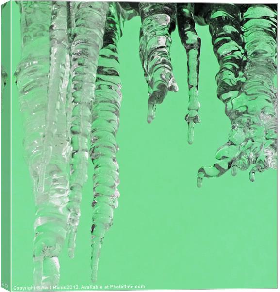 Minted icicles Canvas Print by Avril Harris