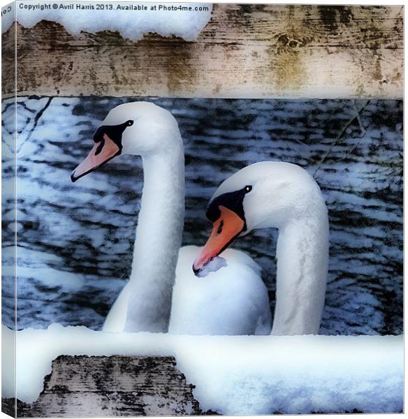 Two swans in the snow Canvas Print by Avril Harris