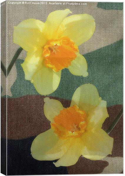 Bi Colour Daffodils Canvas Print by Avril Harris