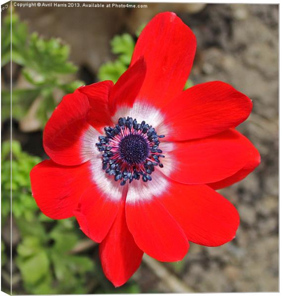Vivid Red Anemone flower Canvas Print by Avril Harris