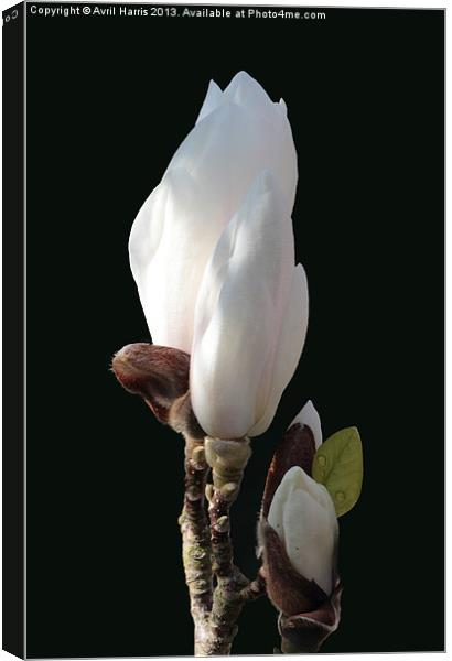 Budding magnolia Canvas Print by Avril Harris