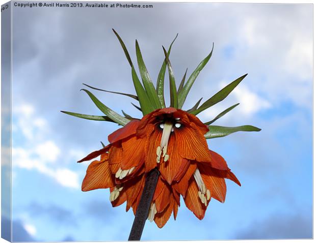 Fritillaria Canvas Print by Avril Harris