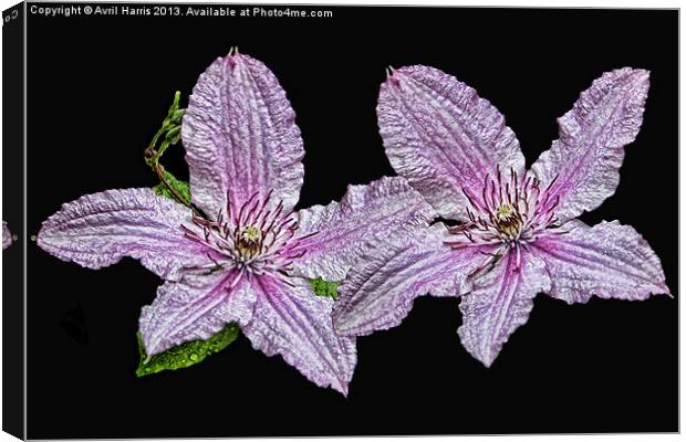 Pink and White Clematis Canvas Print by Avril Harris