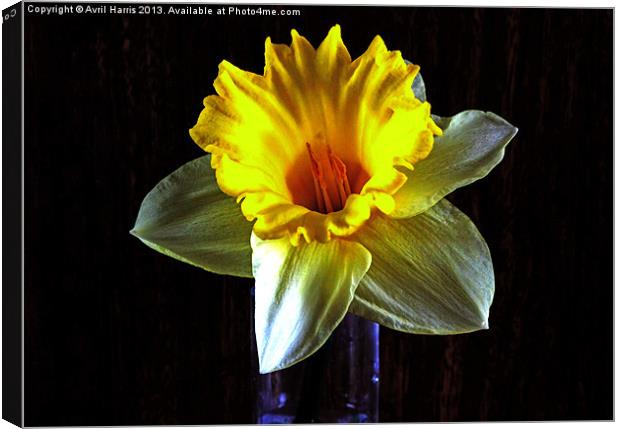 Daffodil in the dark Canvas Print by Avril Harris