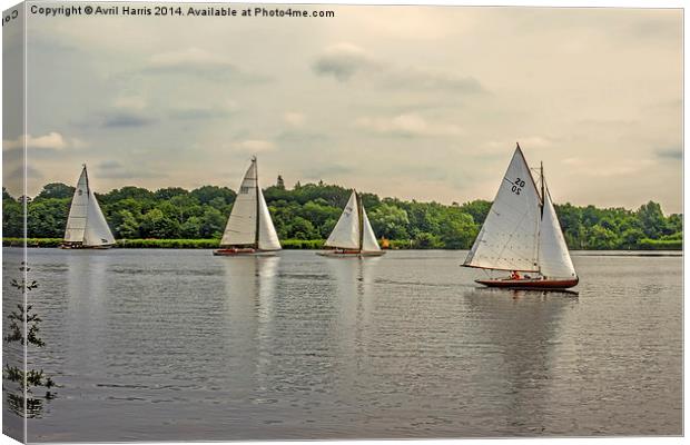 Sailing on Wroxham Broad. Canvas Print by Avril Harris
