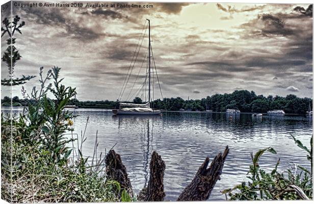 Yacht on Wroxham Broad. Canvas Print by Avril Harris