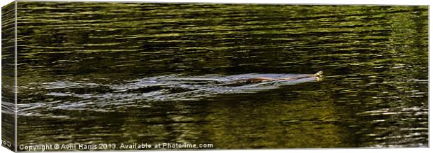 Norfolk Broads swimming snake Canvas Print by Avril Harris