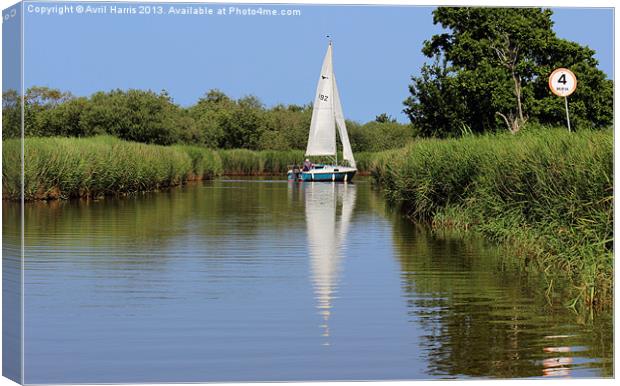 Sailing on the Norfolk Broads Canvas Print by Avril Harris