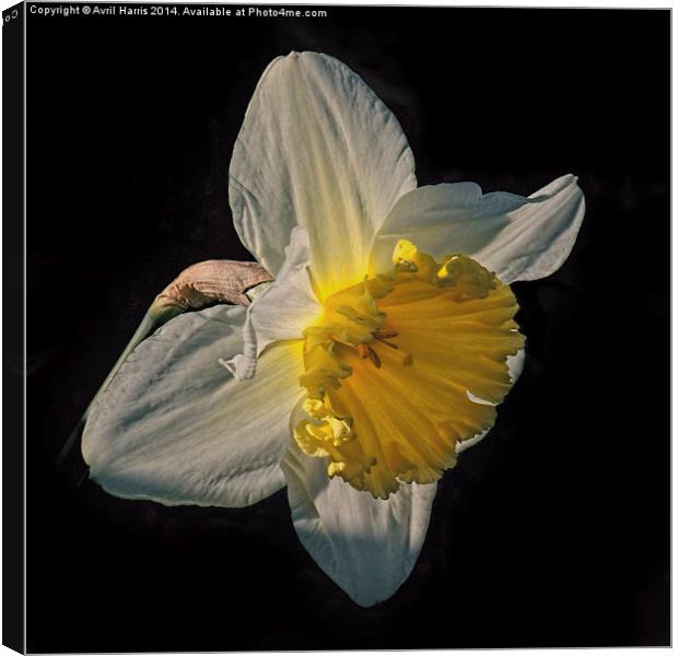 Sunlight Daffodil Canvas Print by Avril Harris