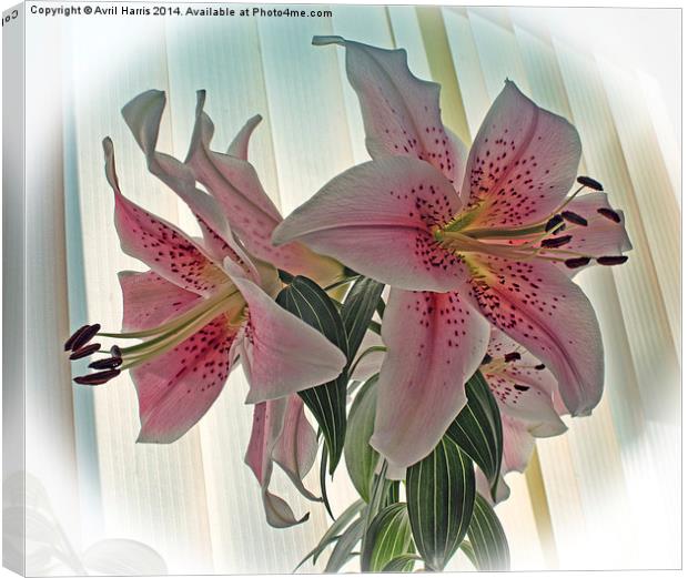 Muscadet Lily Canvas Print by Avril Harris