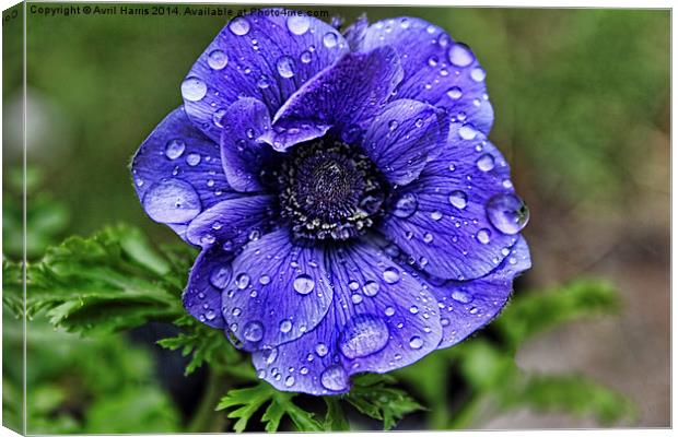 Anemone with raindroplets Canvas Print by Avril Harris