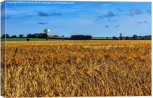 Happisburgh Landscape Norfolk Canvas Print by Avril Harris