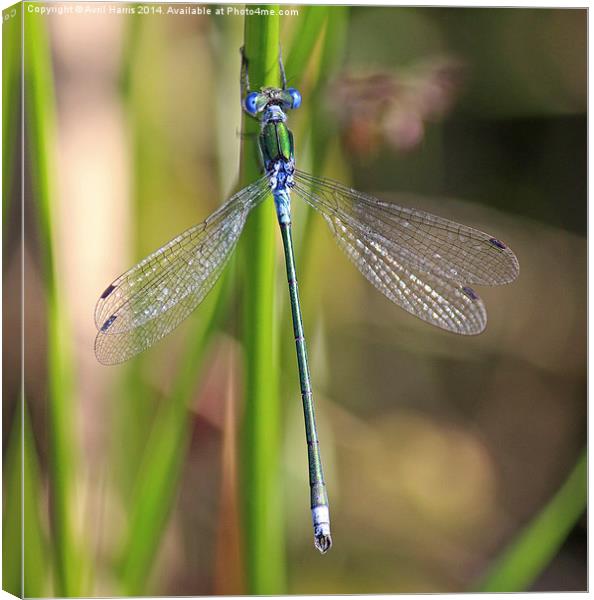 The Emerald Damselfly Canvas Print by Avril Harris