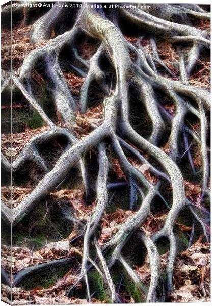  Meandering tree roots Canvas Print by Avril Harris